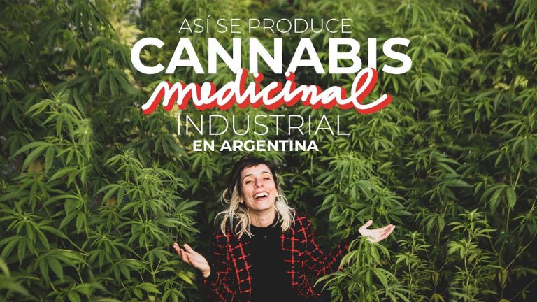 Conoce una fábrica de cannabis medicinal 4 Conoce una fábrica de cannabis medicinal