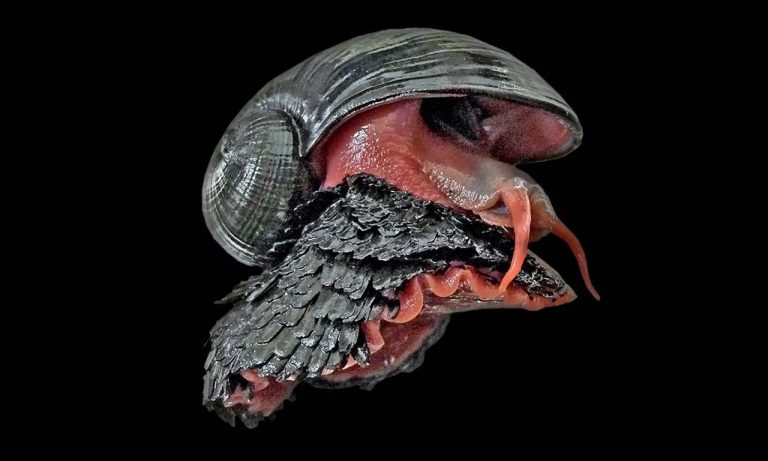 Descubren un caracol con armadura de hierro 10 Descubren un caracol con armadura de hierro