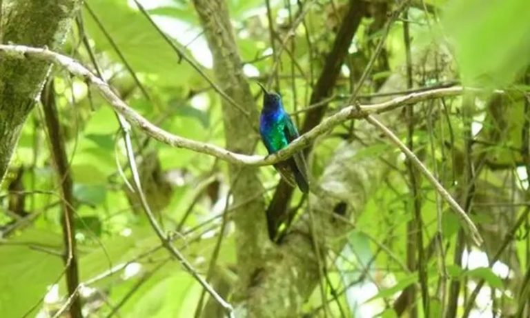 Raro colibrí visto en Colombia después de 10 años