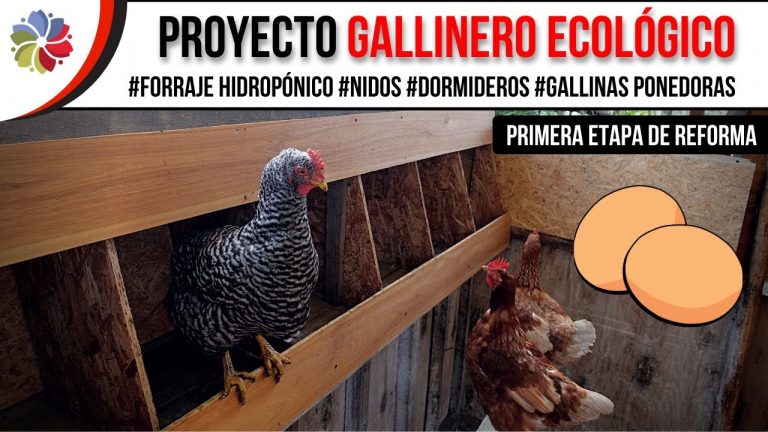 Cómo construir un gallinero ecológico 1 Cómo construir un gallinero ecológico