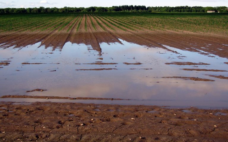 Los cultivos pronto podrían fortalecerse contra las inundaciones 5 Los cultivos pronto podrían fortalecerse contra las inundaciones
