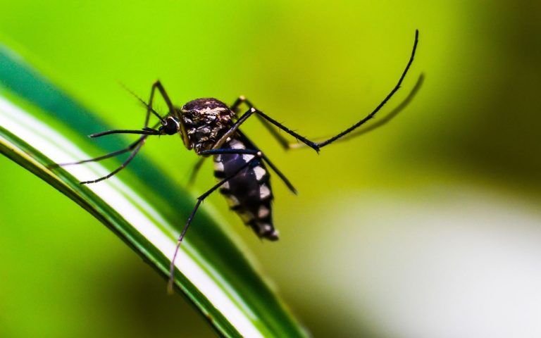 Enfermedades infecciosas empeorarán con el cambio climático 2 Enfermedades infecciosas empeorarán con el cambio climático