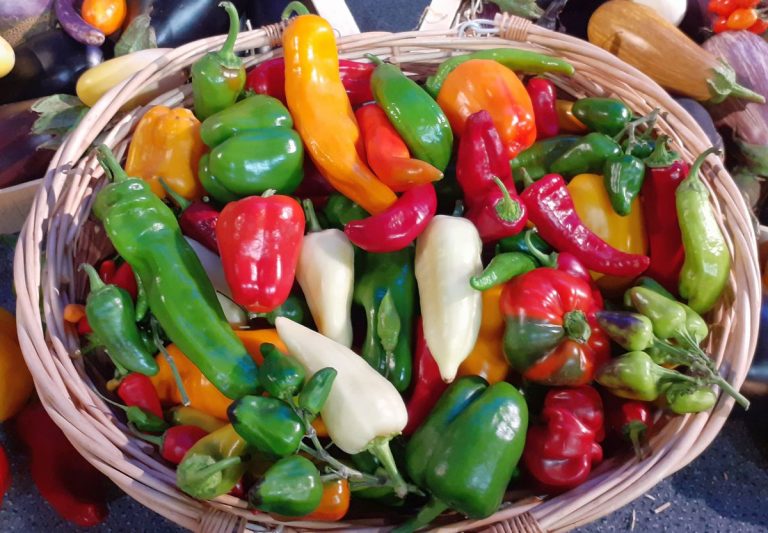 Se acerca la siembra de pimientos 4 Se acerca la siembra de pimientos