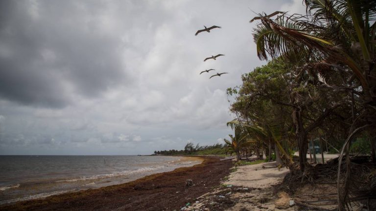 El sargazo: la macroalga que amenaza al Caribe mexicano 9 El sargazo: la macroalga que amenaza al Caribe mexicano