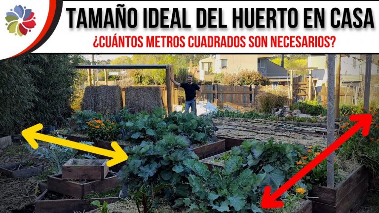 Cuál es el tamaño ideal del huerto? 4 Cuál es el tamaño ideal del huerto?