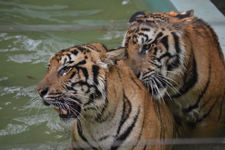 Un sólo país ha aumentado su población de tigres salvajes 4 Un sólo país ha aumentado su población de tigres salvajes
