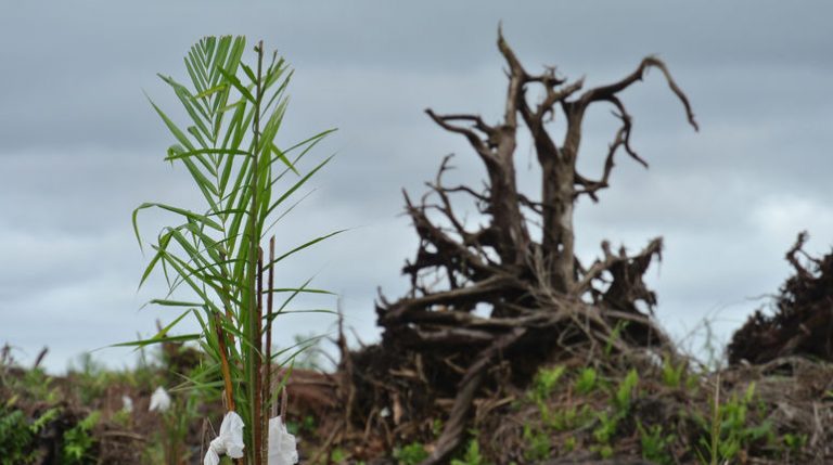 La agricultura causa el 90% de la destrucción de los bosques