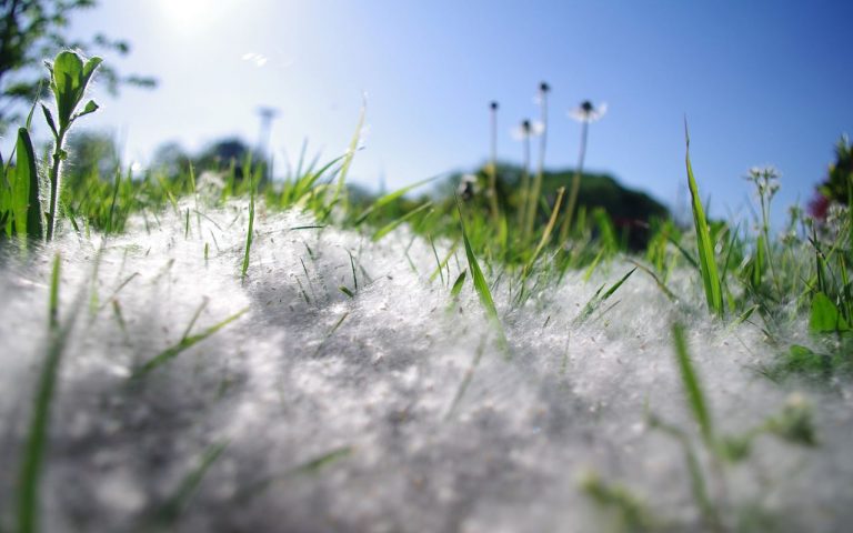 Aumento de alergias por el Cambio Climático 1 Aumento de alergias por el Cambio Climático
