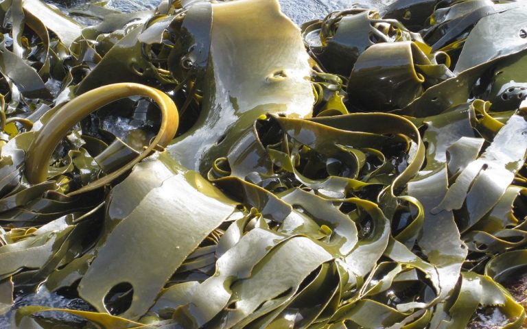 ¿Por qué deberíamos comer más algas marinas? 5 ¿Por qué deberíamos comer más algas marinas?