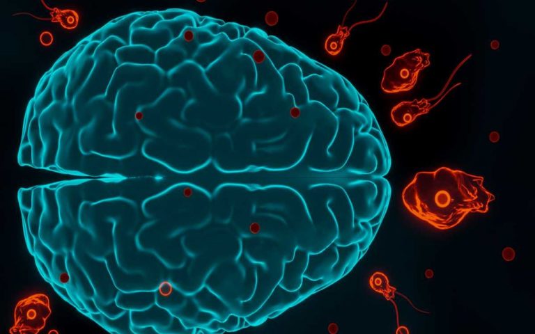 Naegleria fowleri, la temible ameba devoradora de cerebros 1 Naegleria fowleri, la temible ameba devoradora de cerebros