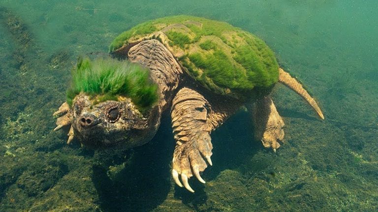 7 animales descubiertos recientemente 4 7 animales descubiertos recientemente