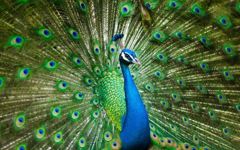 La mitad de las especies de aves del mundo en declive 5 La mitad de las especies de aves del mundo en declive