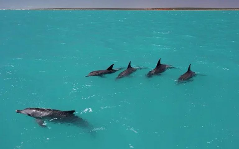 El "cerebro social" de los delfines los ayuda a encontrar pareja 1 El «cerebro social» de los delfines los ayuda a encontrar pareja