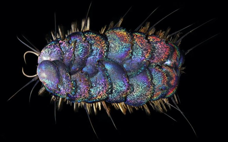 Conoce los 'gusanos de Elvis' que brillan en la oscuridad 5 Conoce los ‘gusanos de Elvis’ que brillan en la oscuridad