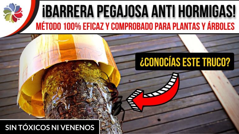 Barrera antihormigas efectiva para árboles 7 Barrera antihormigas efectiva para árboles