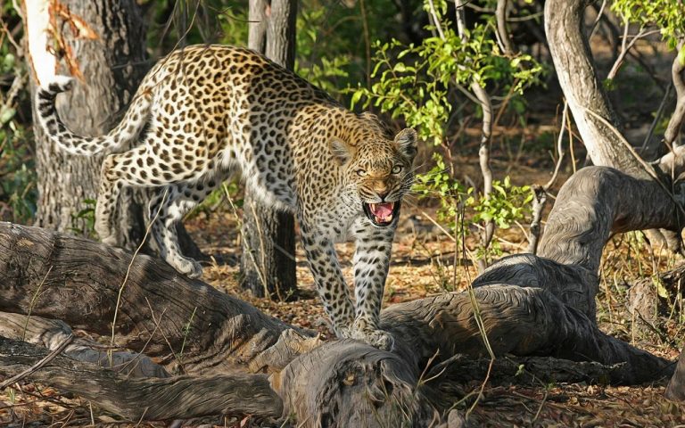 ¿Qué es 'Matar por piedad' a los animales salvajes? 1 ¿Qué es ‘Matar por piedad’ a los animales salvajes?