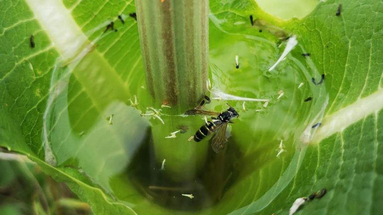 Encuentran microplásticos en el agua que se acumula en las hojas de algunas plantas 5 Encuentran microplásticos en el agua que se acumula en las hojas de algunas plantas