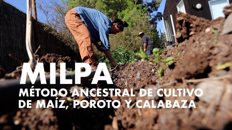 Milpa! Asociación ancestral para cultivar el maiz, poroto y calabaza