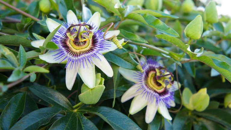 ¿Las plantas funcionan para tratar ansiedad y otros problemas? 3 ¿Las plantas funcionan para tratar ansiedad y otros problemas?