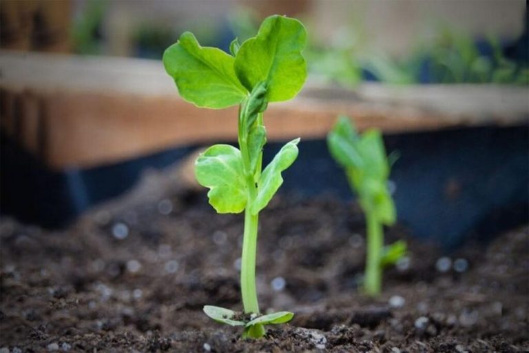 Constelación, semillas agroecológicas para sembrar la agricultura biodinámica 3 Constelación, semillas agroecológicas para sembrar la agricultura biodinámica