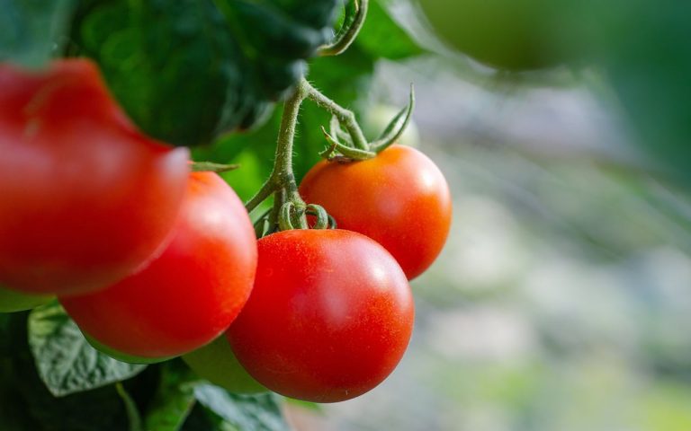 Enfermedades del tomate y soluciones para combatirlas