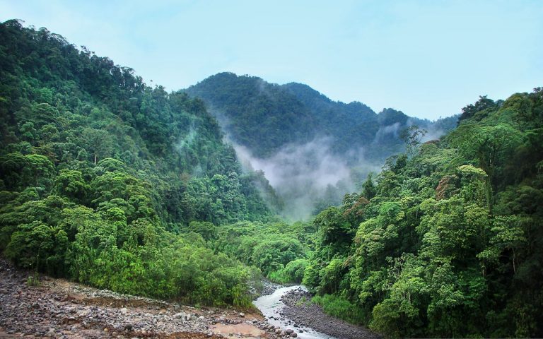 La minería industrial está causando estragos en los bosques tropicales 10 La minería industrial está causando estragos en los bosques tropicales