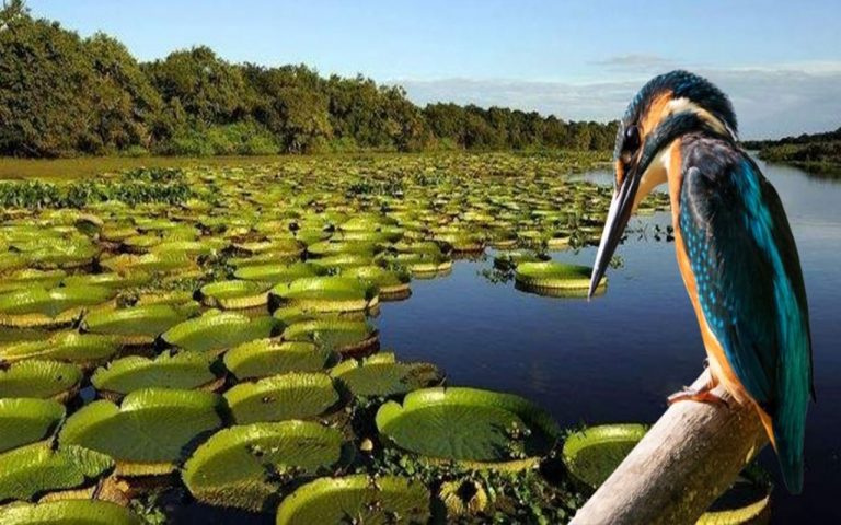¿Por qué son importantes los humedales? 3 ¿Por qué son importantes los humedales?