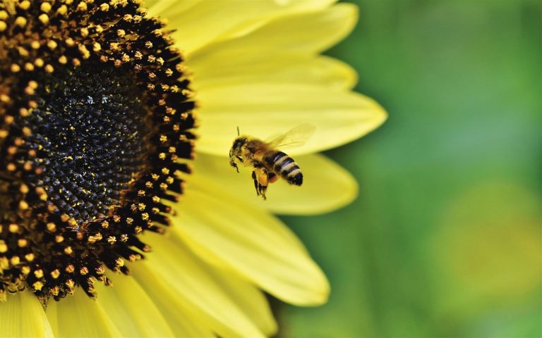 Truco simple para atraer abejas a los huertos