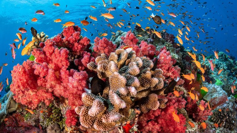 La mitad de los arrecifes de coral del mundo estarán en malas condiciones en 2035 8 La mitad de los arrecifes de coral del mundo estarán en malas condiciones en 2035