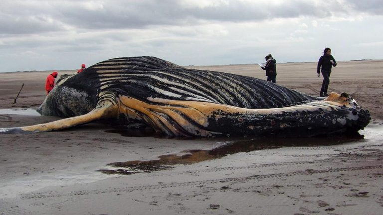 Nunca te acerques a una ballena encallada muerta 8 Nunca te acerques a una ballena encallada muerta