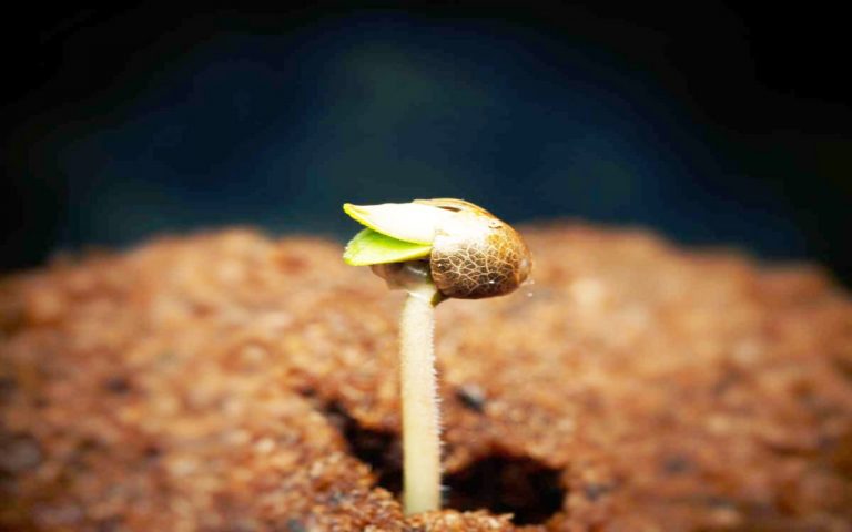 ¿Las semillas de Cannabis se producen mediante transgenia? 10 ¿Las semillas de Cannabis se producen mediante transgenia?
