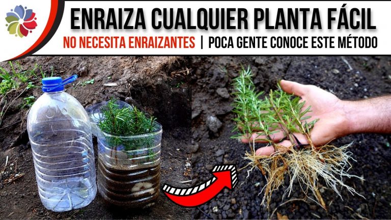 Enraizar plantas por esquejes con este invento simple 2 Enraizar plantas por esquejes con este invento simple