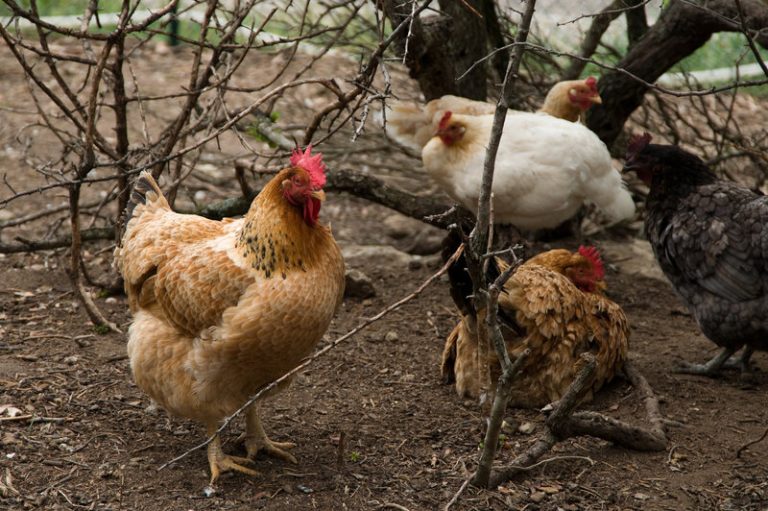 Cómo curar naturalmente las patas escamosas de las gallinas 2 Cómo curar naturalmente las patas escamosas de las gallinas