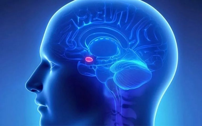 Los 5 mejores alimentos para la glándula pineal 4 Los 5 mejores alimentos para la glándula pineal