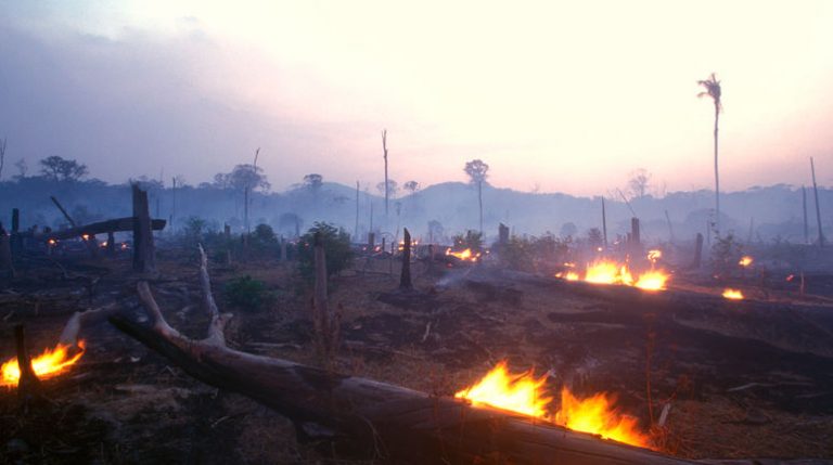 Apagar el fuego, mantener viva la selva amazónica 5 Apagar el fuego, mantener viva la selva amazónica