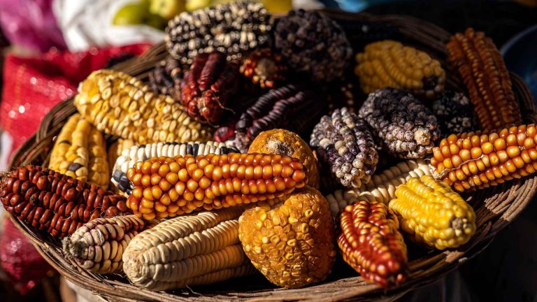 Políticas públicas desalientan siembra de maíz nativo en México 7 Políticas públicas desalientan siembra de maíz nativo en México