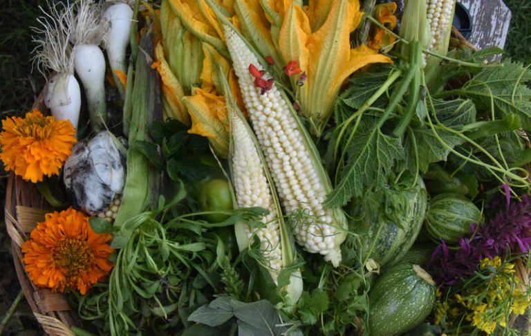 ¡Hagamos milpa agroecológica! 1 ¡Hagamos milpa agroecológica!