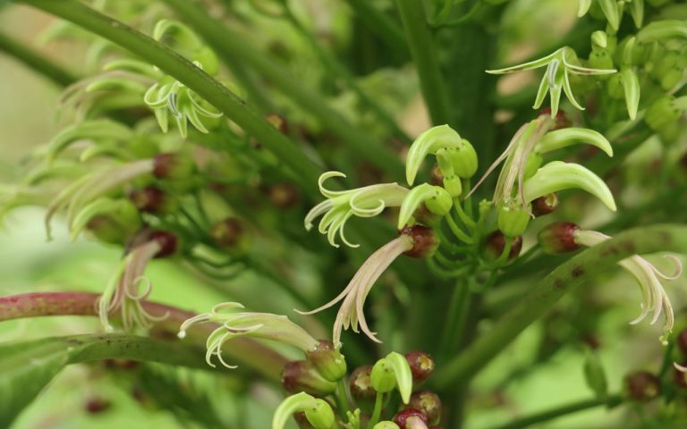Planta extinta, ahora se cultiva en un sitio secreto 2 Planta extinta, ahora se cultiva en un sitio secreto
