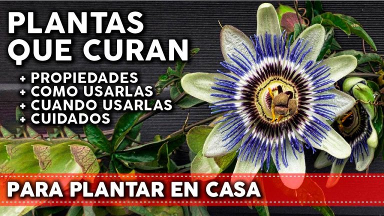 9 Plantas medicinales para tu huerta o jardín 8 9 Plantas medicinales para tu huerta o jardín