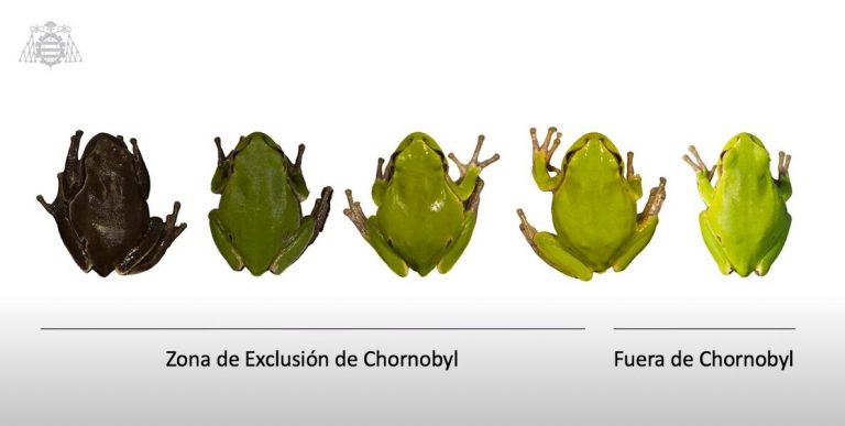 Ranas mutantes en Chernóbil, décadas después del accidente nuclear 2 Ranas mutantes en Chernóbil, décadas después del accidente nuclear
