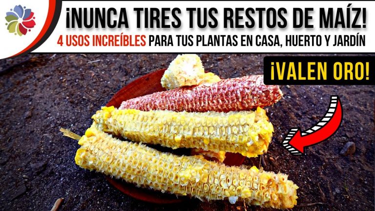 No tires los restos de maíz!