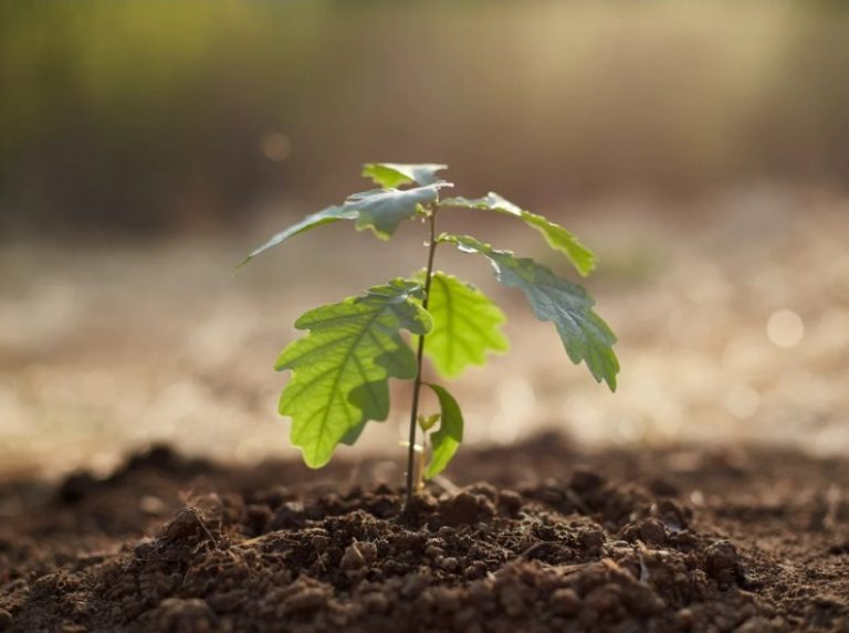 Plantar árboles puede salvar vidas