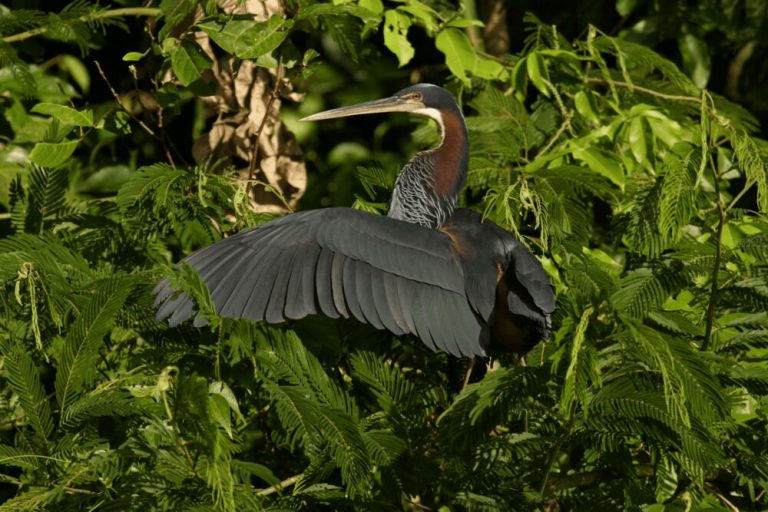 Las aves más singulares corren mayor riesgo de extinción 4 Las aves más singulares corren mayor riesgo de extinción