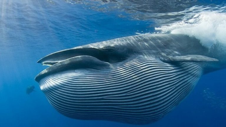 Las ballenas se tragan unos 50 kg de microplásticos al día 6 Las ballenas se tragan unos 50 kg de microplásticos al día