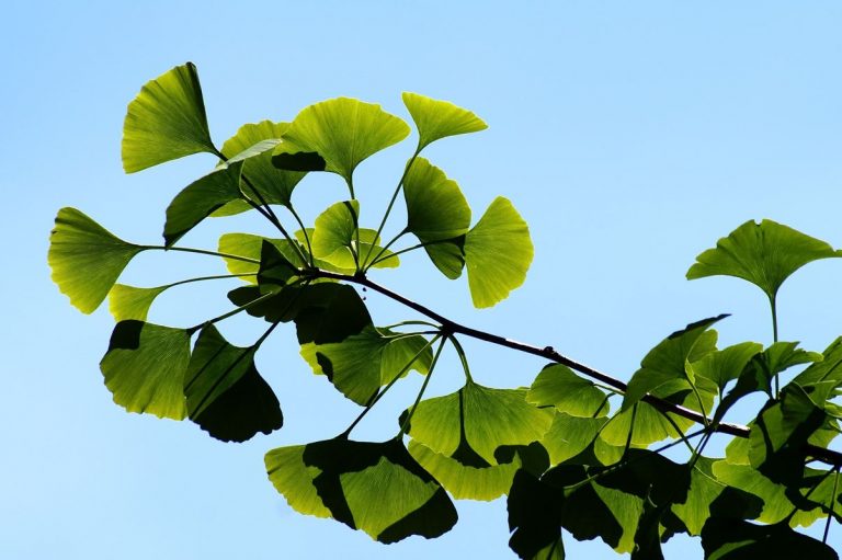 Aumenta la memoria, regenera las neuronas con esta planta milenaria 5 Aumenta la memoria, regenera las neuronas con esta planta milenaria