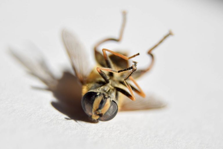 Los insectos en todo el mundo reducen su número 9 Los insectos en todo el mundo reducen su número
