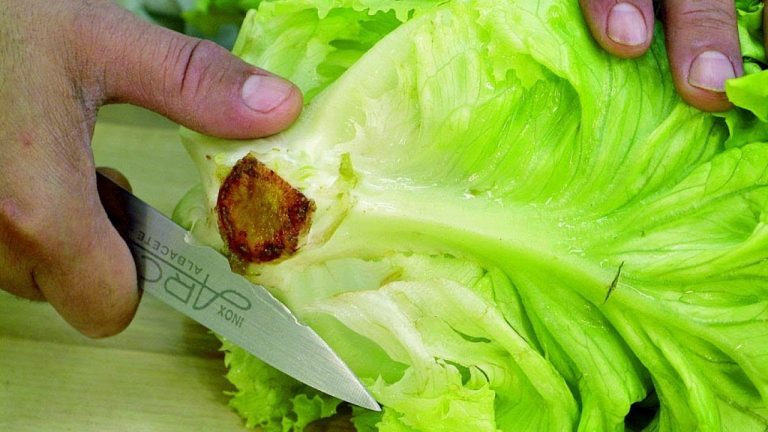 Nuevas lechugas. Cómo obtenerlas sin semillas 3 Nuevas lechugas. Cómo obtenerlas sin semillas