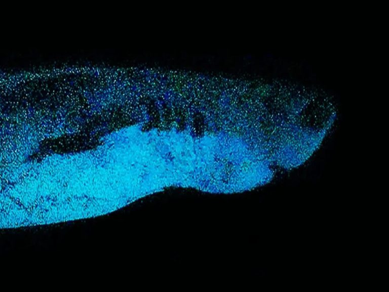 Descubren tiburones que brillan en la oscuridad 1 Descubren tiburones que brillan en la oscuridad