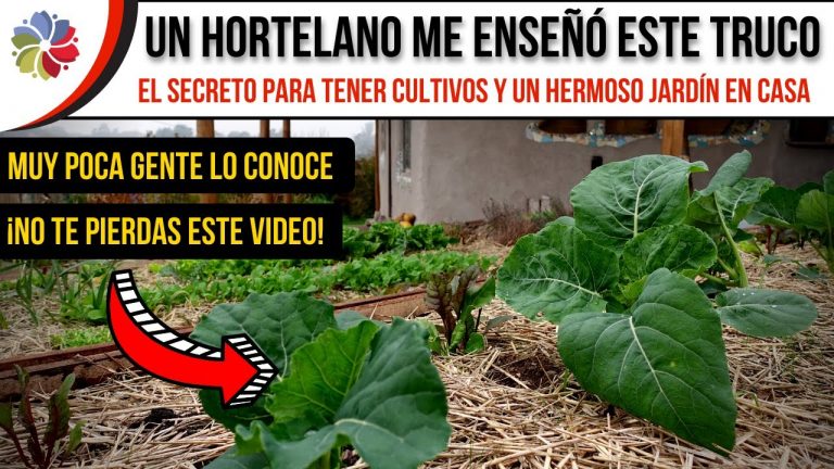 Truco para la huerta para que los animales no dañen nuestras plantas