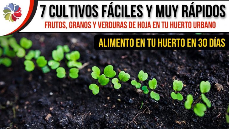 7 cultivos que crecen rápido y son muy fáciles de cultivar 1 7 cultivos que crecen rápido y son muy fáciles de cultivar